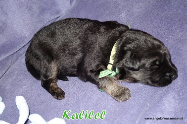 Kalilel, zwart-bruine Oudduitse Herder reu van 2 weken oud